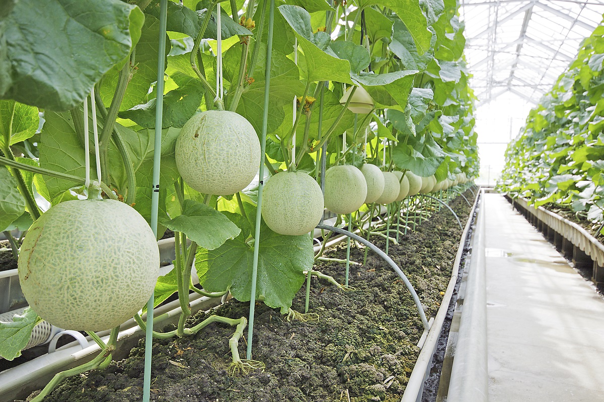 名倉メロン農場 Fruit cafe NIJIイメージ1