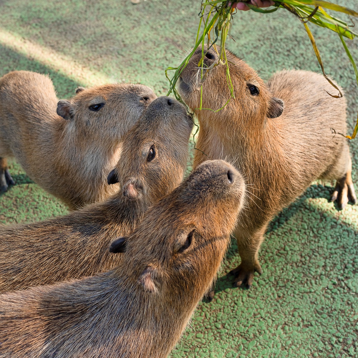 伊豆シャボテン動物公園イメージ1