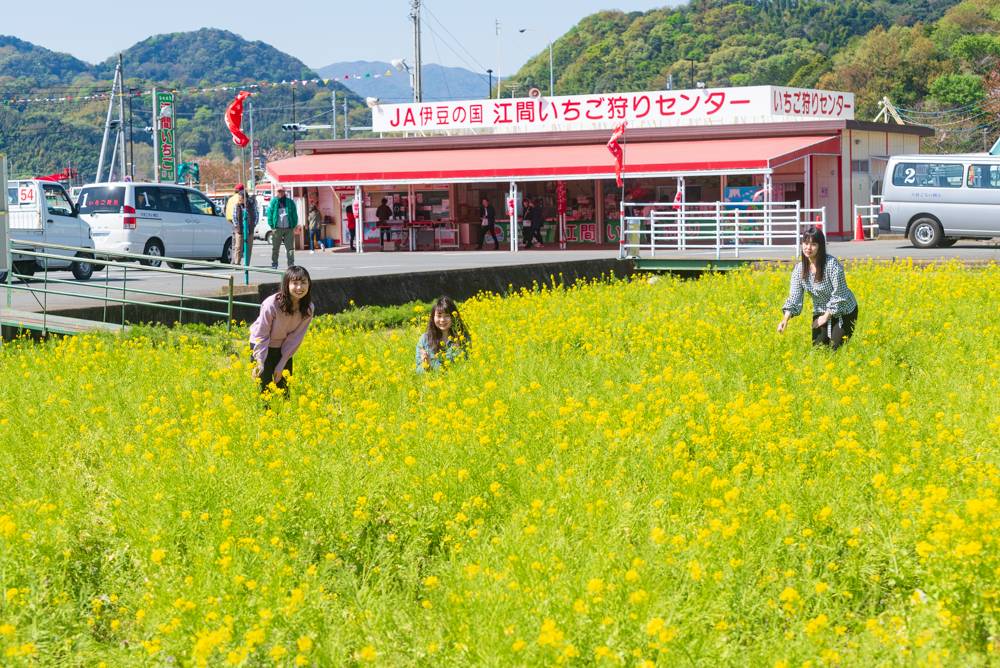 江間いちご狩りセンターイメージ1